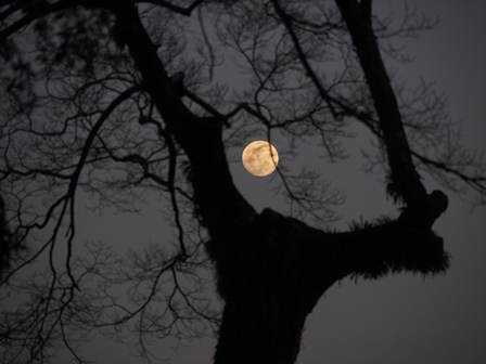 満月の夜のきりん　P3150135